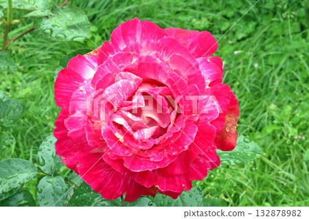 Roses of Kanayama general park 132878982