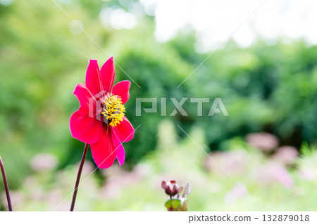 A close-up of red cosmos flowers blooming in a flower field in Nyman Park Gardens on the outskirts of London 132879018