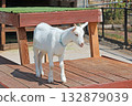 Goat  132879039