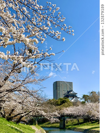 透過盛開的櫻花樹，可以看到藍天下的岡崎城塔樓（愛知縣岡崎市伊賀川右岸） 132879189