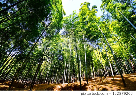 Kyoto Prefecture, Fushimi Inari Taisha Shrine, Bamboo Underpass, Fukakusa Yabunouchicho, Fushimi Ward, Kyoto City, February 2022 132879203