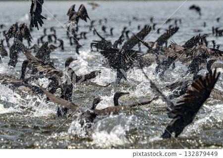 amazon river cormorants flock flying in Caballococha lake peru amazon river cormorants flock flying in Caballococha lake peru 132879449