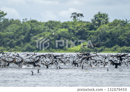 amazon river cormorants flock flying in Caballococha lake peru amazon river cormorants flock flying in Caballococha lake peru 132879450
