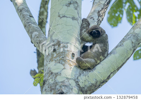 Amazon wild Sloth hanging on a tree Amazon wild Sloth hanging on a tree 132879458