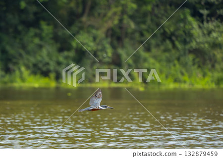 Amazon kingfisher bird while flying on river waters Amazon kingfisher bird while flying on river waters 132879459