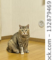 一隻野貓坐在房間的角落裡 132879469