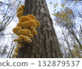 Mushrooms, growing on a tree trunk in the autumn forest. 132879537
