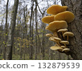 Mushrooms, growing on a tree trunk in the autumn forest. 132879539