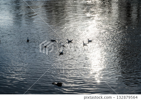 Seagulls resting on the surface of the River Thames, reflecting the bright winter sunshine, in Richmond, a suburb of London Seagulls resting on the surface of the River Thames, reflecting the bright winter sunshine, in Richmond, a suburb of London 132879564