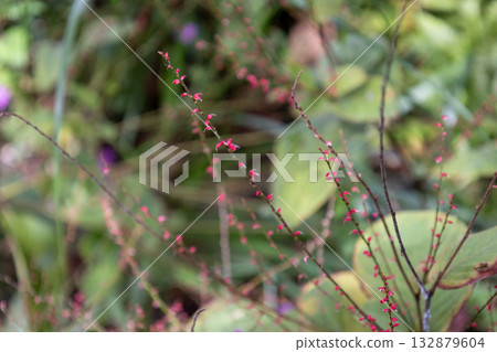 Mizuhiki (water-based string) flowers 132879604
