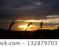 The silhouette of silver grass against the backlight of a sunset 132879703