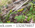Yellow flowers of the agrimony (kin-mizuhiki) 132879807