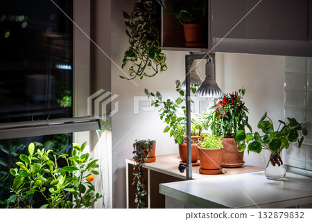 Growing plants under LED phyto lamp at home in winter season. Additional illumination. Growing plants under LED phyto lamp at home in winter season. Additional illumination. 132879832