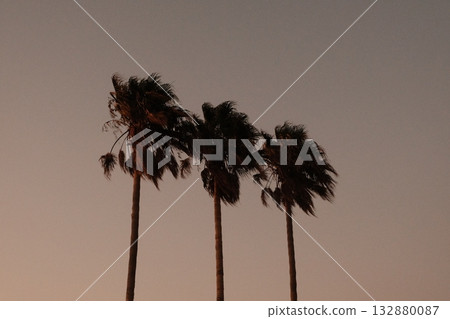 Palm Trees Sunset Evening Sky Silhouette Kos Palm Trees Sunset Evening Sky Silhouette Kos 132880087