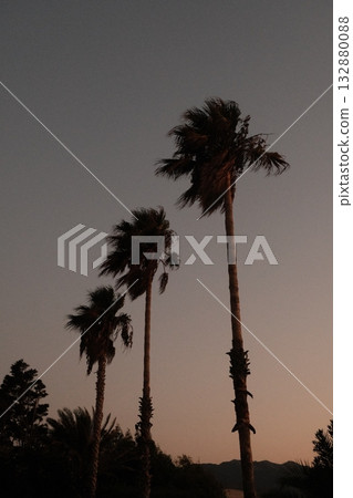 Palm Trees Sunset Evening Sky Silhouette Kos Palm Trees Sunset Evening Sky Silhouette Kos 132880088