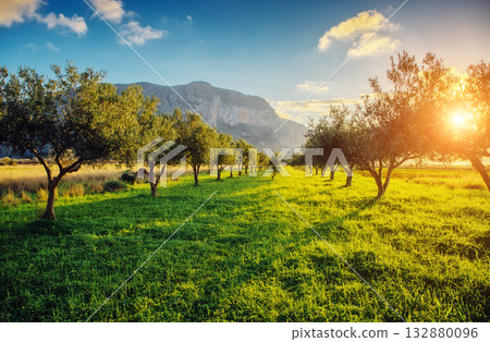 beautiful olive garden beautiful olive garden 132880096