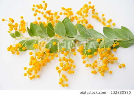 Mimosa dried flowers, white background, material Mimosa dried flowers, white background, material 132880580