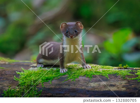 The stoat - Mustela erminea, Short-tailed Weasel 132880705