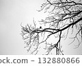 Black and White Silhouette of Small Bird on Bare Tree Branch 132880866