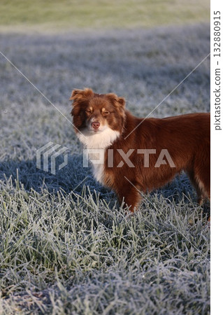 brown and white dog resting on frosty grass 132880915