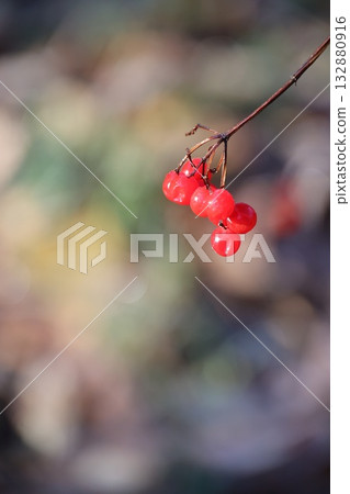 Red Berries Branch in Autumn Sunlight Red Berries Branch in Autumn Sunlight 132880916