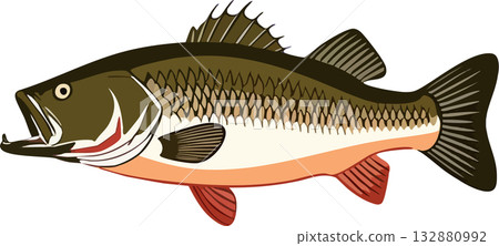 Largemouth Bass Freshwater Fish Largemouth Bass Freshwater Fish 132880992