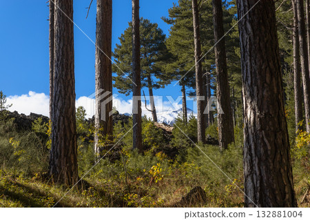 Sunlight Through Forest Trees Sunlight Through Forest Trees 132881004