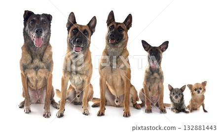 malinois and chihuahuas in studio 132881443