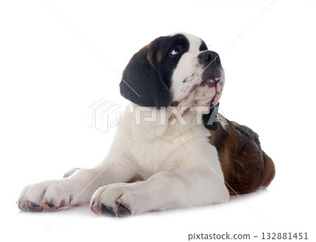 puppy saint bernard in studio 132881451