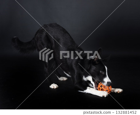 puppy border collie 132881452