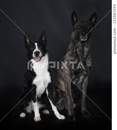 Dutch Shepherd and border in studio 132881454