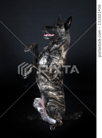 Dutch Shepherd in studio 132881456