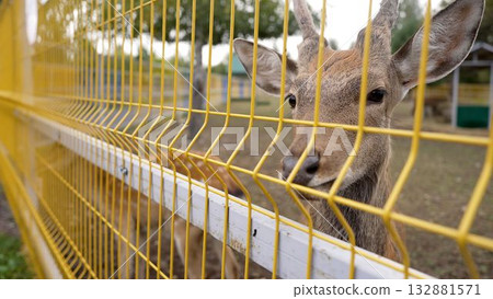 Spotted deer looking through fence at breeding center Spotted deer looking through fence at breeding center 132881571
