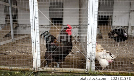 Chickens and Guinea fowl living together in cage 132881578
