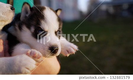 Adorable husky puppy held by owner in outdoor setting Adorable husky puppy held by owner in outdoor setting 132881579