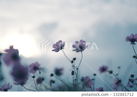 Cosmos illuminated by the sunset Cosmos illuminated by the sunset 132881712