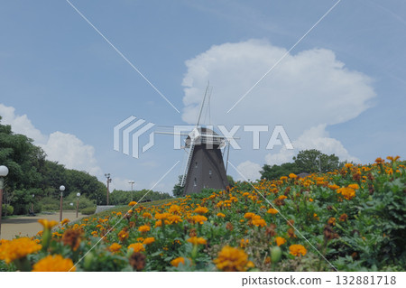 The windmill's hill where marigold is in full bloom 132881718