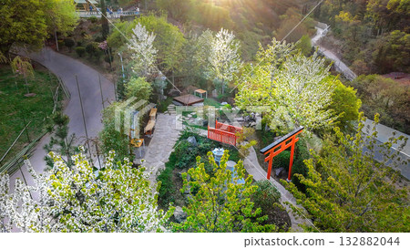 White cherry blossoms in small Japanese garden in Botanical garden of Tbilisi White cherry blossoms in small Japanese garden in Botanical garden of Tbilisi 132882044