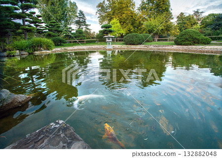 KOI carps in water of pond  in the Japanese garden at Park Nord in Dusseldorf 132882048