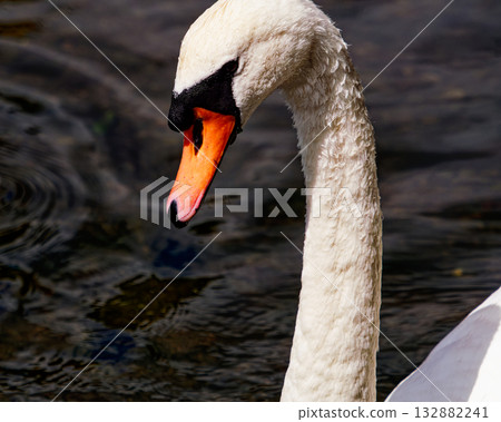 This close-up shows a mute swan swimming gracefully. Its white feathers contrast with its orange beak and the dark water behind it. 132882241