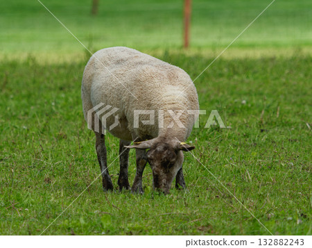 Sheep grazing in green field near farmland in West Cork, Ireland, on a bright day. 132882243