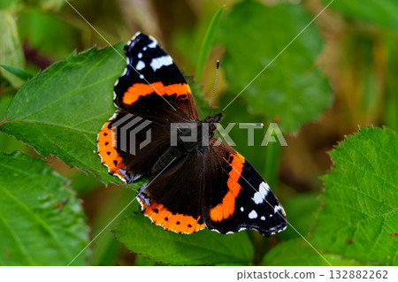 A stunning Red Admiral butterfly perched amidst vibrant greenery. A stunning Red Admiral butterfly perched amidst vibrant greenery. 132882262