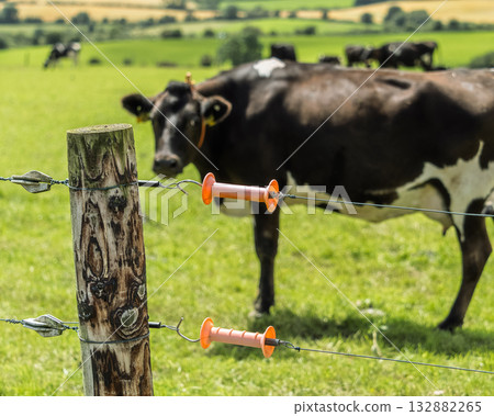 Cow grazing behind electric fence on a pasture in rural farmland during a summer day, with focus on the fence. Cow grazing behind electric fence on a pasture in rural farmland during a summer day, with focus on the fence. 132882265