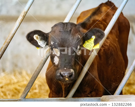 A young, brown Angus calf stands behind metal bars inside a barn. The calf has a yellow identification tag on its ear and some white patches on its face. A young, brown Angus calf stands behind metal bars inside a barn. The calf has a yellow identification tag on its ear and some white patches on its face. 132882266