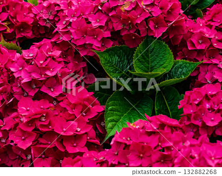 Close-up of vibrant red hydrangea flowers with green leaves at the center. Close-up of vibrant red hydrangea flowers with green leaves at the center. 132882268