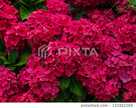 Bright, vibrant red Hydrangea flowers are densely clustered together with green leaves. The flowers bloom in a natural outdoor setting, filling the space with color. 132882269