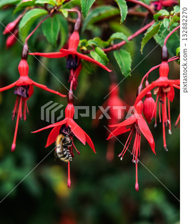 Fluffy bumblebee gathers nectar from bright red fuchsia flower blossoms in garden during the daytime. Fluffy bumblebee gathers nectar from bright red fuchsia flower blossoms in garden during the daytime. 132882270
