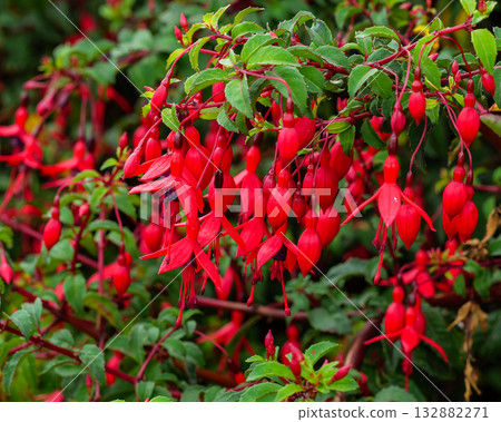 Red Fuchsia flowers bloom on the green branches. The plant is outdoors, perhaps in a garden. The flowers hang down. Many buds wait to open. 132882271