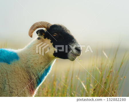 Close-up of a ram with textured horns eating grass. Blue paint marks its white wool. Close-up of a ram with textured horns eating grass. Blue paint marks its white wool. 132882280