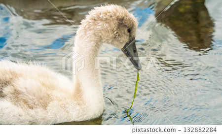 A fluffy, juvenile swan cygnet glides gently across shimmering water, its downy feathers catching the light. A fluffy, juvenile swan cygnet glides gently across shimmering water, its downy feathers catching the light. 132882284